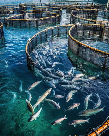 Floating Fish Feed Pellets for Aquaculture
