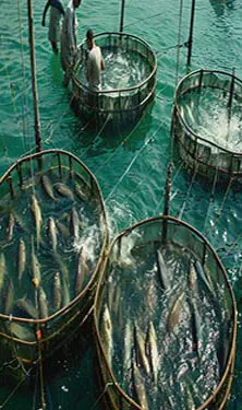 Floating Fish Feed Pellets for Aquaculture