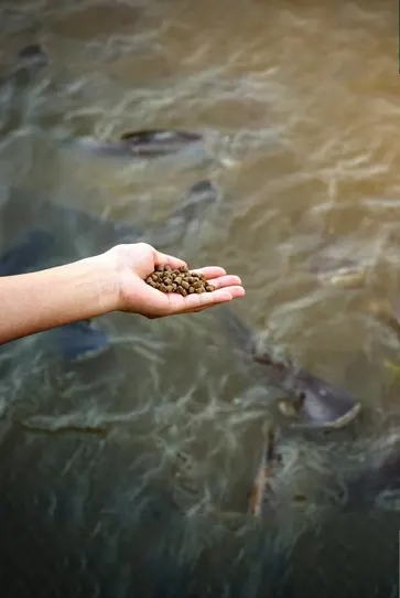 Floating Fish Feed Pellets for Aquaculture