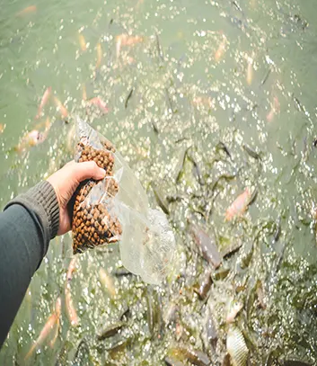 Floating Fish Feed Pellets for Aquaculture