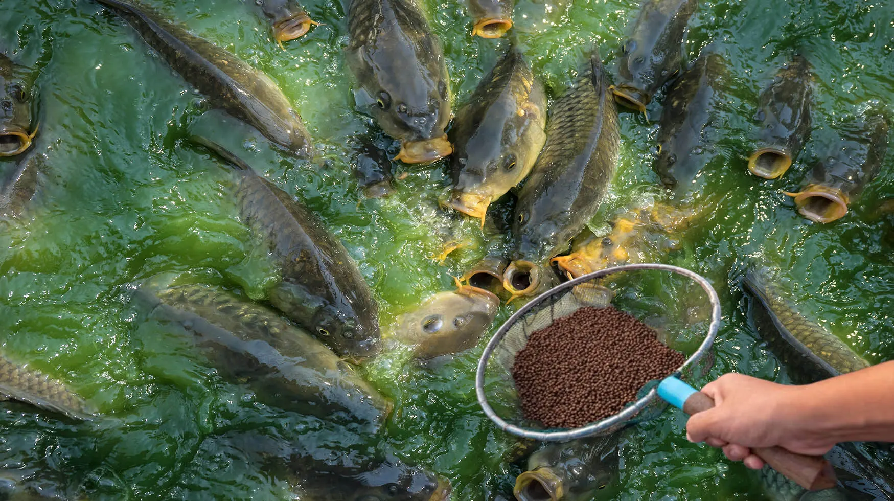 Floating Fish Feed Pellets for Aquaculture