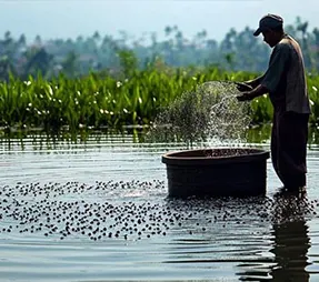 Floating Fish Feed Pellets for Aquaculture
