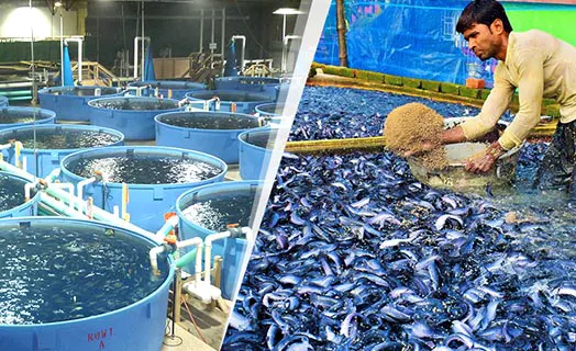 Floating Fish Feed Pellets for Aquaculture