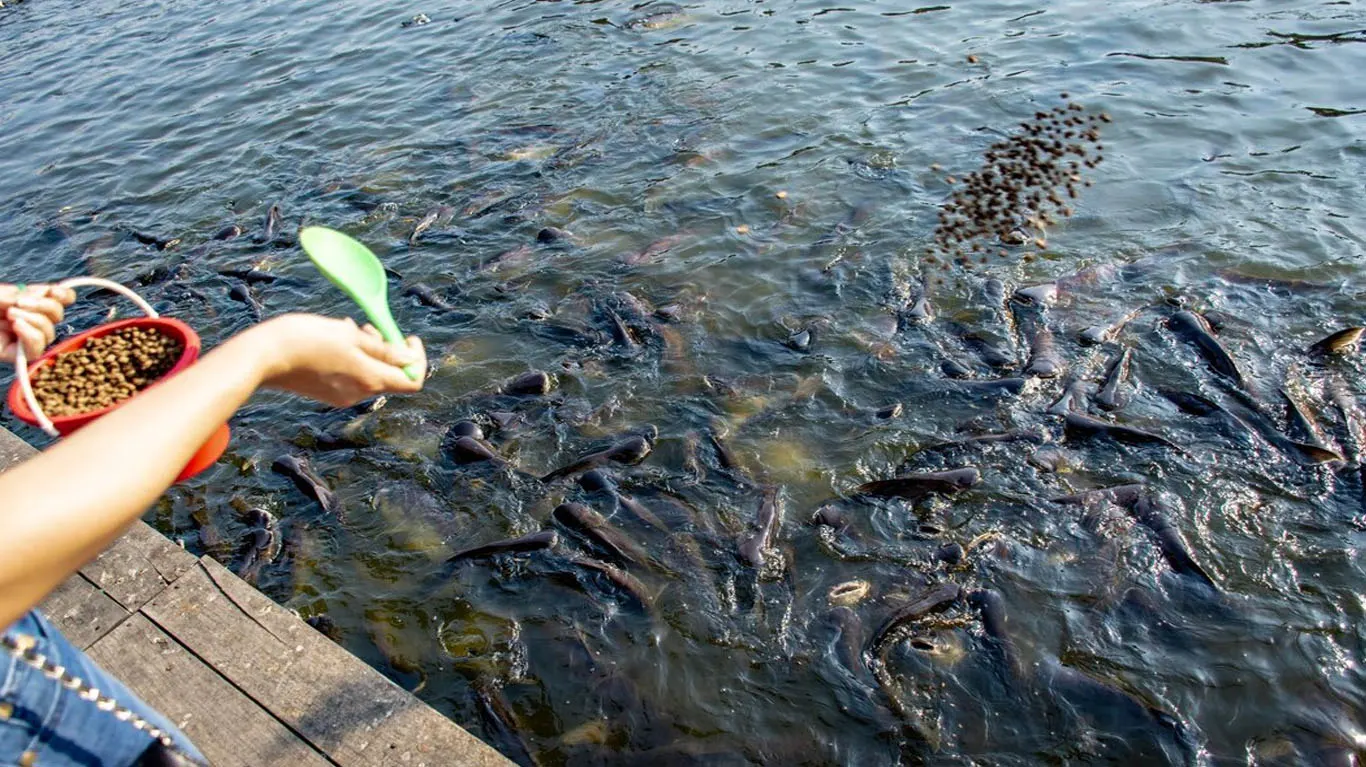 Floating Fish Feed Pellets for Aquaculture