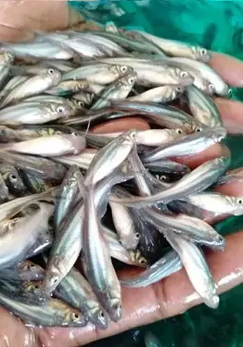 Floating Fish Feed Pellets for Aquaculture