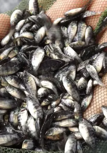 Floating Fish Feed Pellets for Aquaculture