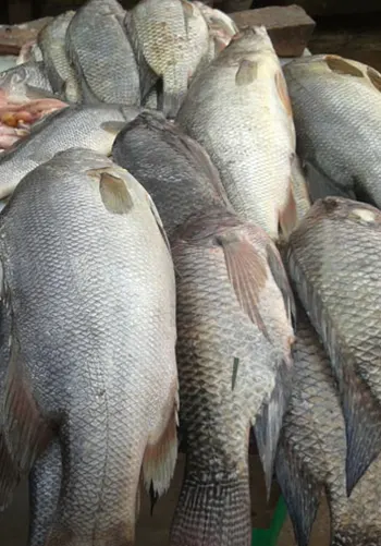 Floating Fish Feed Pellets for Aquaculture