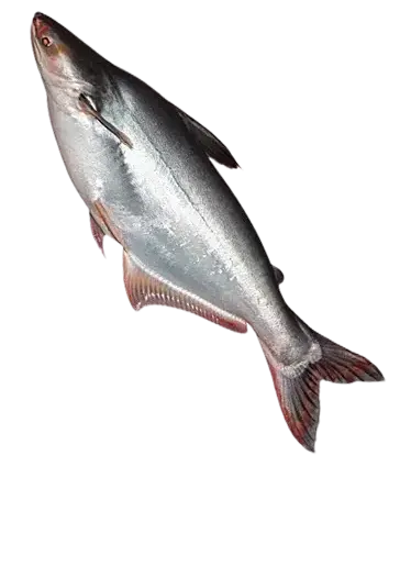 Floating Fish Feed Pellets for Aquaculture