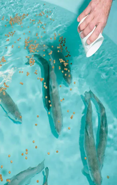 Floating Fish Feed Pellets for Aquaculture